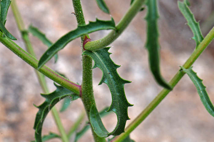 Hoary Tansyaster; leaves are green and alternate along the stems. The leaf blades vary from linear to lanceolate or oblong. Note the leaves are generally sessile as shown in the photo. The leaf surfaces are smooth, covered with minute soft hairs and have small teeth. Dieteria canescens